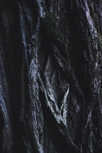 Close-up Photography of Green and Brown Tree Trunk