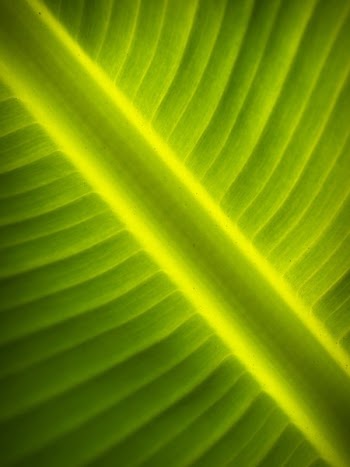 Close-up Photography of Green Banana Leaf
