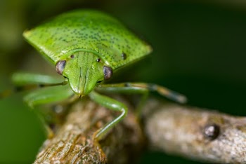 Close-up Photography of Green Bug