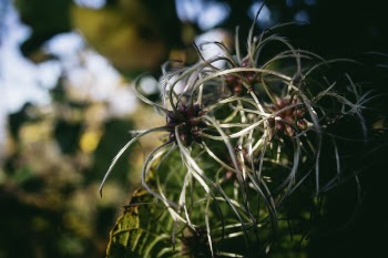 Close-up Photography of Green Cactus Plant
