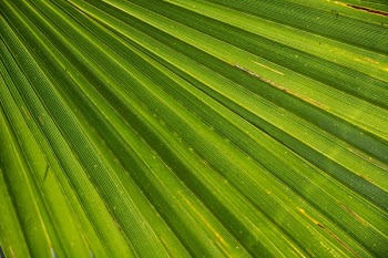 Close-up Photography of Green Fan Palm Leaf