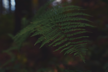 Close-up Photography of Green Fern Plant