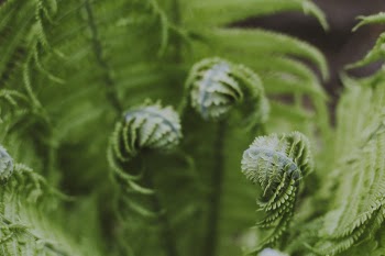Close-up Photography of Green Fern Plant