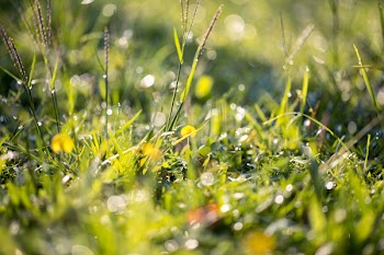 Close-up Photography Of Green Grass