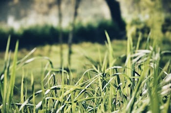 Close-up Photography of Green Grasses