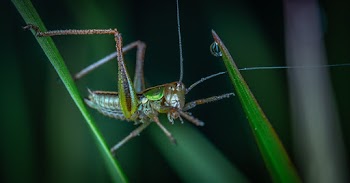 Close-up Photography Of Green Grasshopper