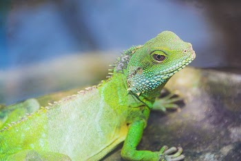 Close-up Photography Of Green Iguana 