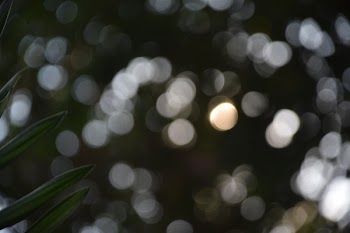 Close Up Photography of Green Leaf