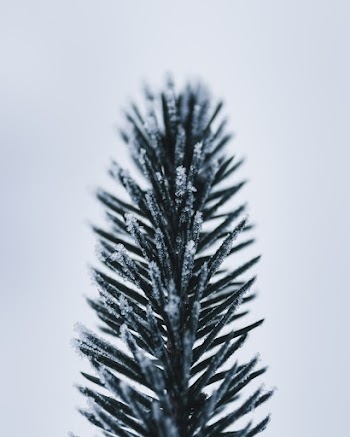 Close-up Photography of Green Leaf