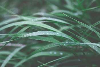 Close-up Photography of Green Leaf Plant