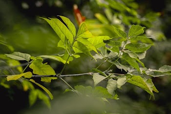 Close-up Photography of Green Leaf Plant