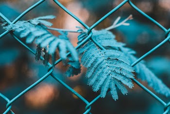 Close-up Photography Of Green Leaf Plant