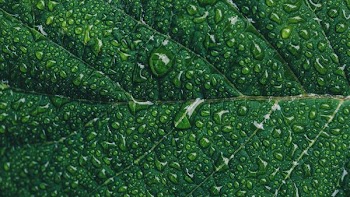 Close-up Photography of Green Leaf With Drops of Water