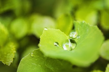 Close-up Photography of Green Leafed Plant