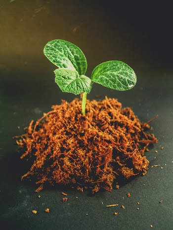 Close-up Photography Of Green Leafed Plant