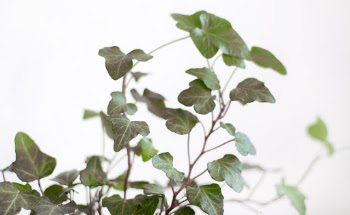 Close-up Photography Of Green Leafed Plant