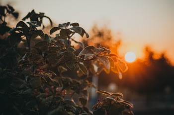 Close-up Photography of Green Leafed Plant at Golden Hour