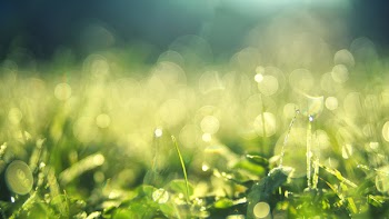 Close-up Photography of Green Leafed Plants