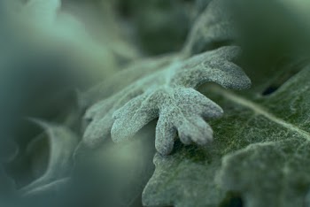 Close-up Photography of Green Leaves