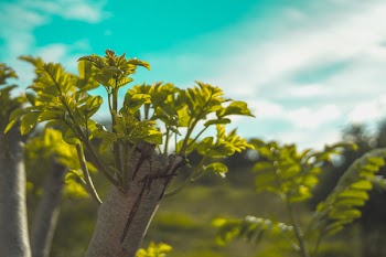 Close-up Photography of Green Leaves
