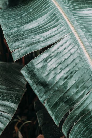 Close-Up Photography of Green Leaves · Free Stock Photo