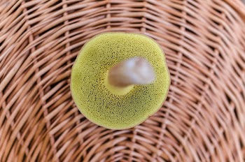 Close Up Photography of Green Sponge