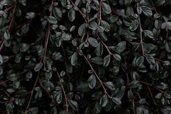 close-up photography of green vines