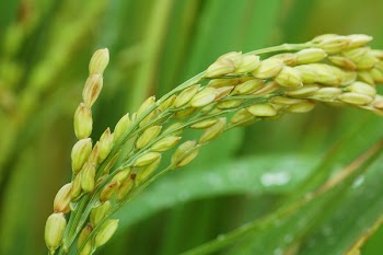 Close-up Photography of Green Wheat Plants