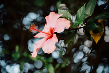 Close-Up Photography of Hibiscus Flower