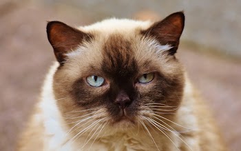 Close-up Photography of Himalayan Cat