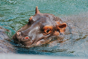Close-up Photography of Hippopotamus
