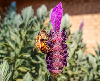 Close-up Photography Of Honeybee Perched On Purple Flower