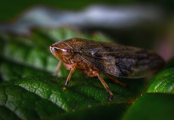 Close-up Photography Of Insect
