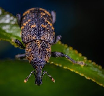 Close-up Photography Of Insect On Leaf