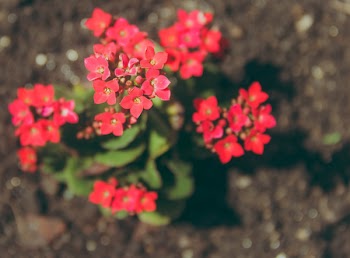 Close-up Photography of Kalanchoe Flowers