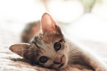 Close-Up Photography of Kitten