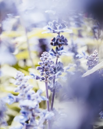 Close-Up Photography of Lavender Flowers