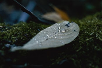 Close-up Photography of Leaf