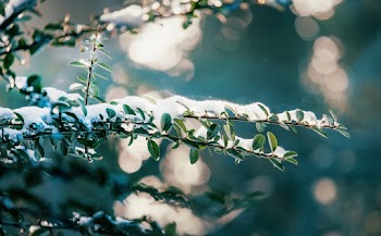 Close Up Photography of Leafs With Snow