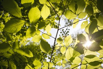 Close-Up Photography of Leaves