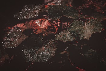Close-Up Photography of Leaves