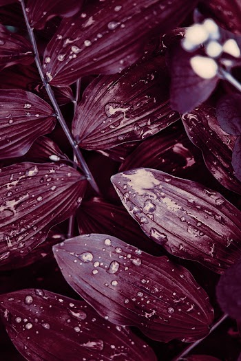 Close up Photography of Leaves