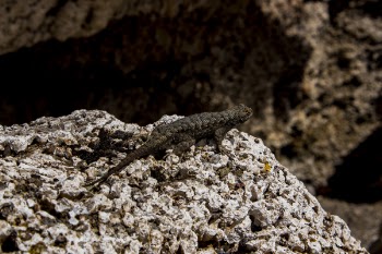 Close-Up Photography of Lizard On Stone