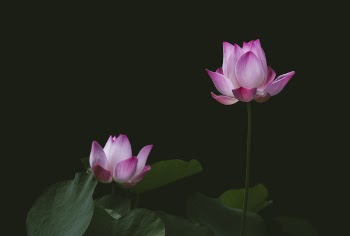 Close-up Photography of Lotus