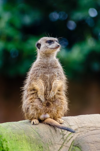 Close Up Photography of Meerkat
