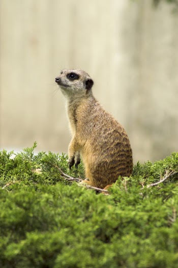 Close-Up Photography of Meerkat