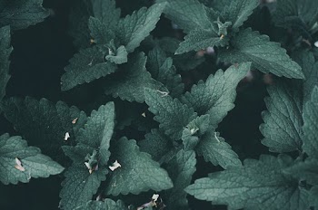 Close-Up Photography of Mint Leaves