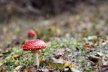 Close-Up Photography of Mshroom