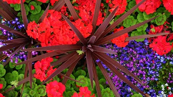 Close-up Photography of Multicolored Petaled Flowers
