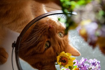 Close-up Photography of Orange Tabby Cat